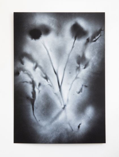 William Mackrell,  Cynara Scolymus, 2023