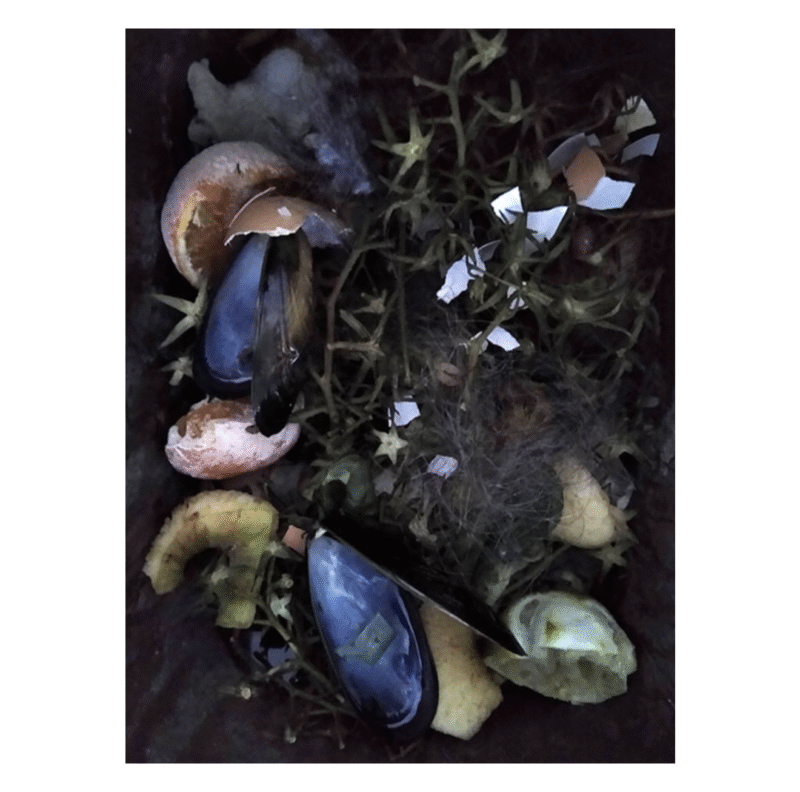 Liz Elton -  Mussel Shells and Vines like Stars