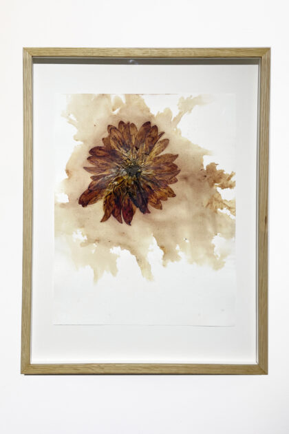 Tania Kovats, Last of my summer blooms, no.6 & 13, 2023