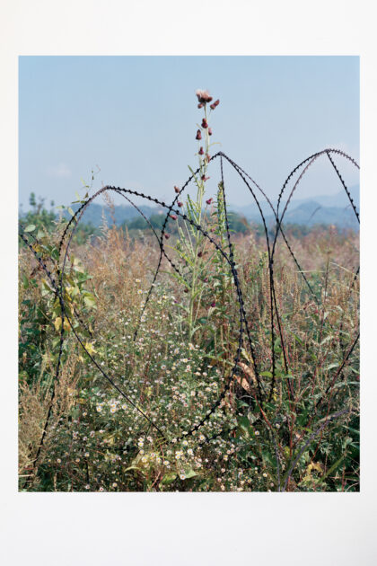 Tomoko Yoneda, Entwined barbwire and flowers, DMZ, 2015