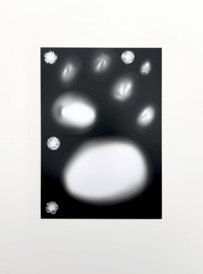 Rowena Hughes - Time Swims in Circles (Aristotle’s Lanterns & Heart Urchins)