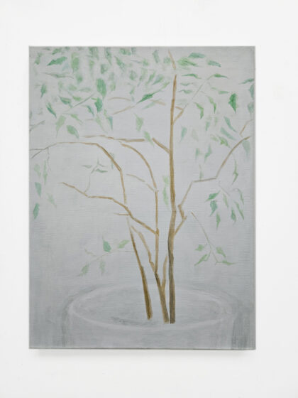 House Plant